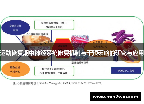运动恢复期中神经系统修复机制与干预策略的研究与应用
